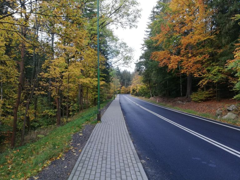 widok na drogę w lesie